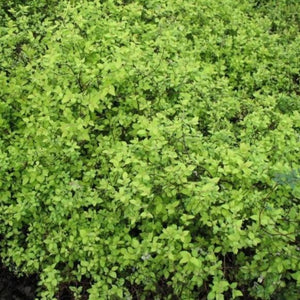 Gold Mound Spirea