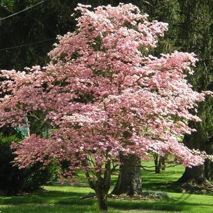 Pink Dogwood Tree