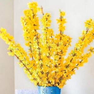 Lynwood Gold Forsythia