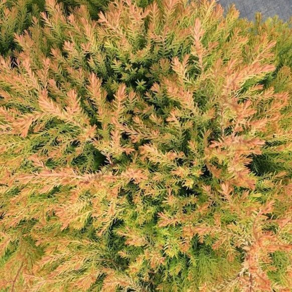 Fire Chief Arborvitae