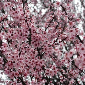 Newport Plum Tree