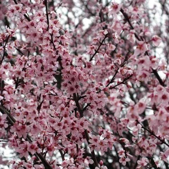 Newport Plum Tree