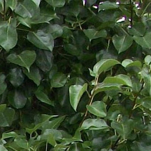 Cleveland Pear Tree