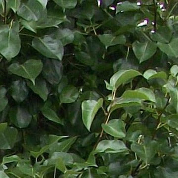 Cleveland Pear Tree