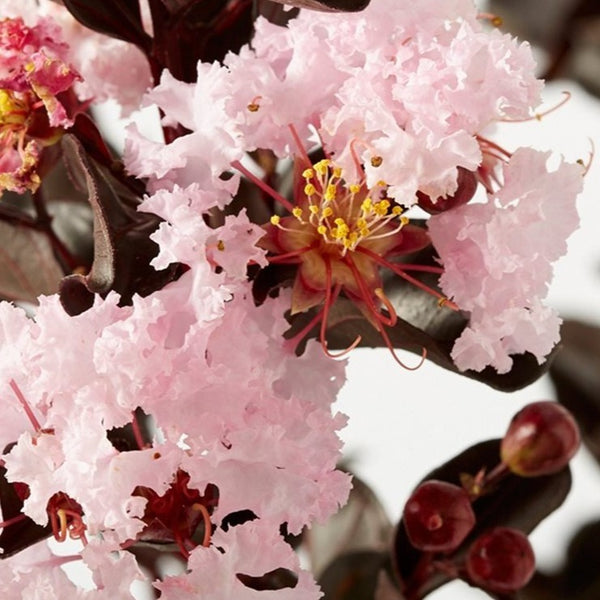 Black Diamond Crape Myrtle Blush