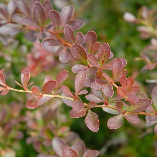 Crimson Pigmy Barberry