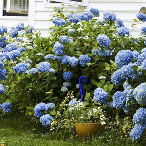 Nikko Blue Hydrangea