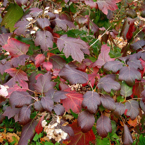 Oakleaf Alice Hydrangea