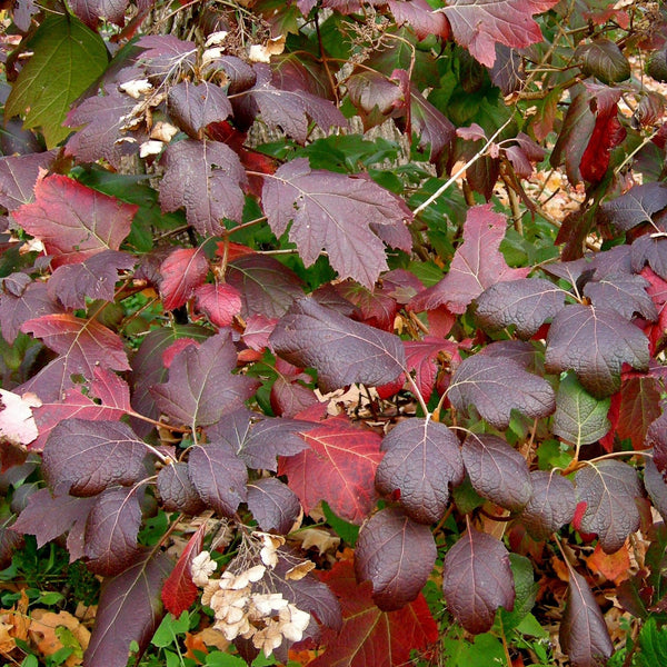 Oakleaf Alice Hydrangea