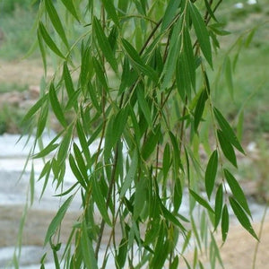 Weeping Willow Tree