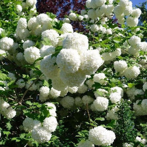 Common Snowball Bush