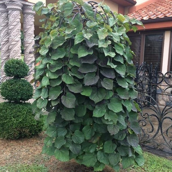 Ruby Falls Redbud Tree