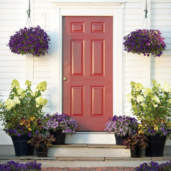 Limelight Hardy Hydrangea