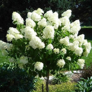 Limelight Hydrangea Tree