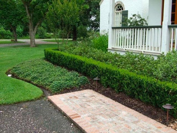 Wintergreen Boxwood
