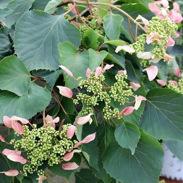 Pink Climbing Hydrangea Vine