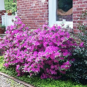 Autumn Royalty Encore Azalea