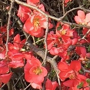 Red Flowering Quince