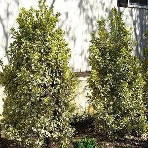 Silver King Euonymus