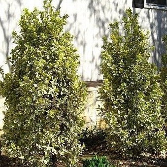 Silver King Euonymus