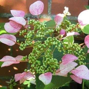 Pink Climbing Hydrangea Vine