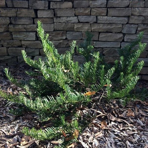 Japanese Plum Yew