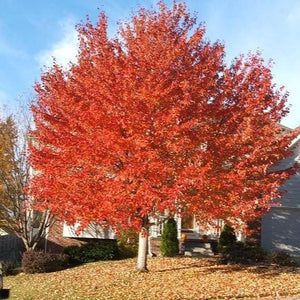 Red Sunset Maple Tree