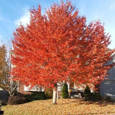 Red Sunset Maple Tree