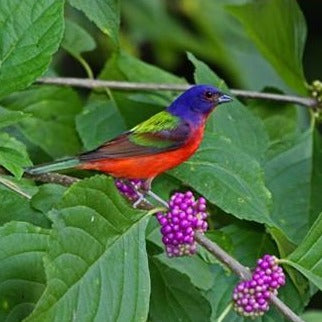 Early Amethyst Japanese Beautyberry