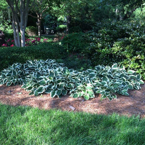 Patriot Hosta