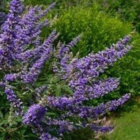 Delta Blues™ Chastetree