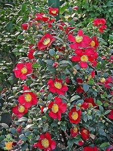 Yuletide Camellia for Sale