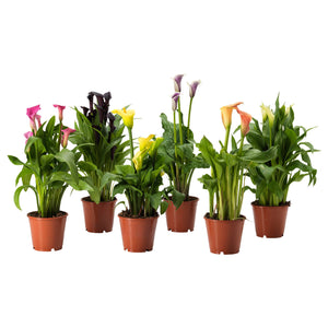 Calla Lily