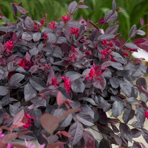 Ever Red Loropetalum