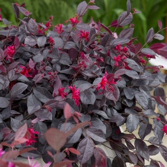 Ever Red Loropetalum