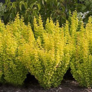 Sunjoy Gold Pillar Barberry