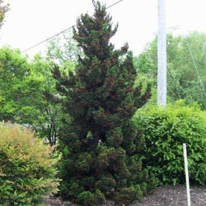 Black Dragon Cryptomeria