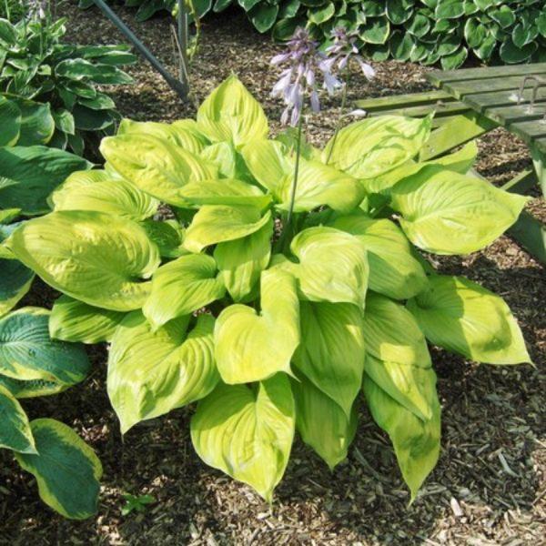 Sum and Substance Hosta