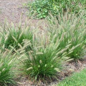 Cassian Dwarf Fountain Grass