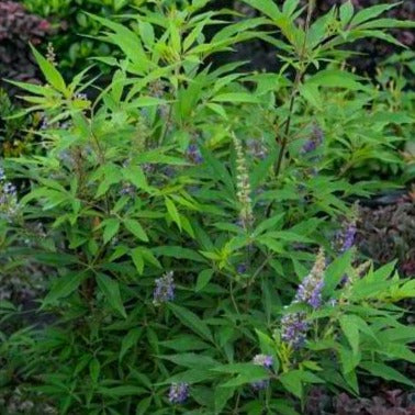 Delta Blues Chastetree