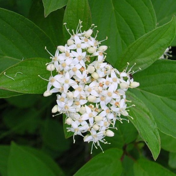 Yellow Twig Dogwood Blooms