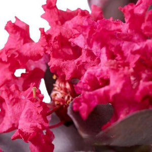 Black Diamond Mystic Magenta Crape Myrtle Tree