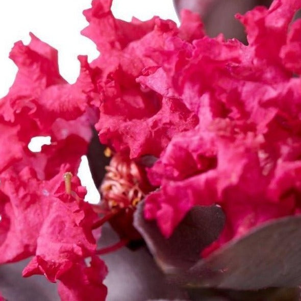 Black Diamond Mystic Magenta Crape Myrtle Tree