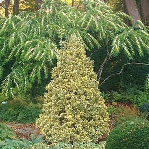 Silver King Euonymus