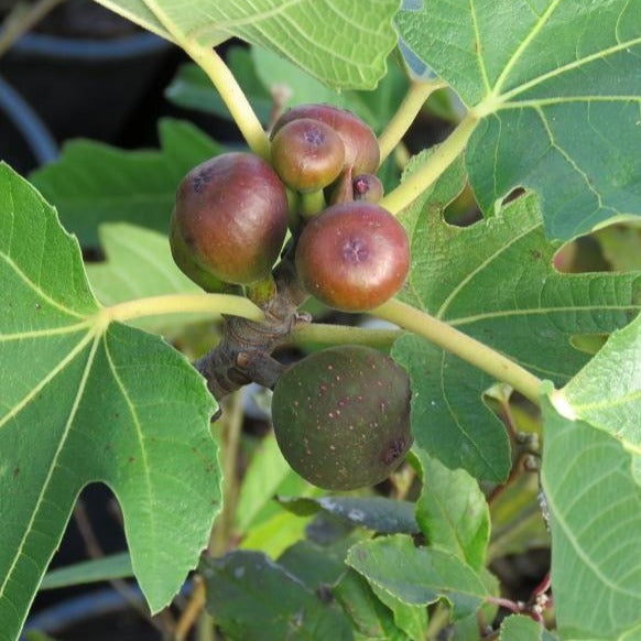 Little Miss Figgy Fig Tree