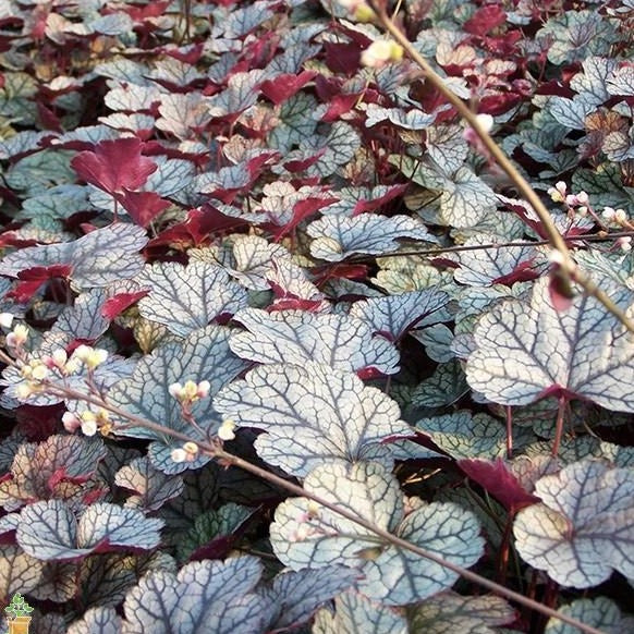 Silver Scrolls Heuchera