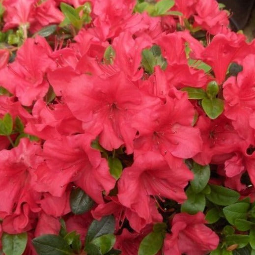 Azalea Johanna