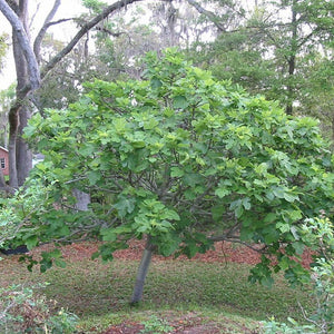 Brown Turkey Fig Tree