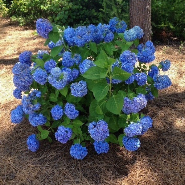 Nikko Blue Hydrangea