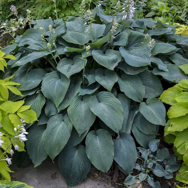 Blue Angel Hosta